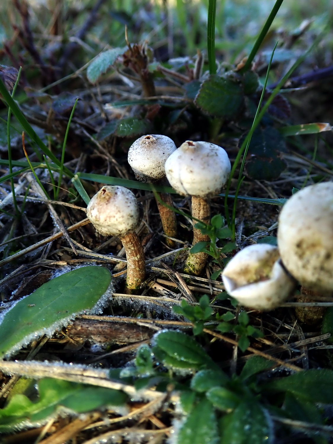 La SOMYLA A Re u SOMYLA La SOMYLA A Re u SOMYLA